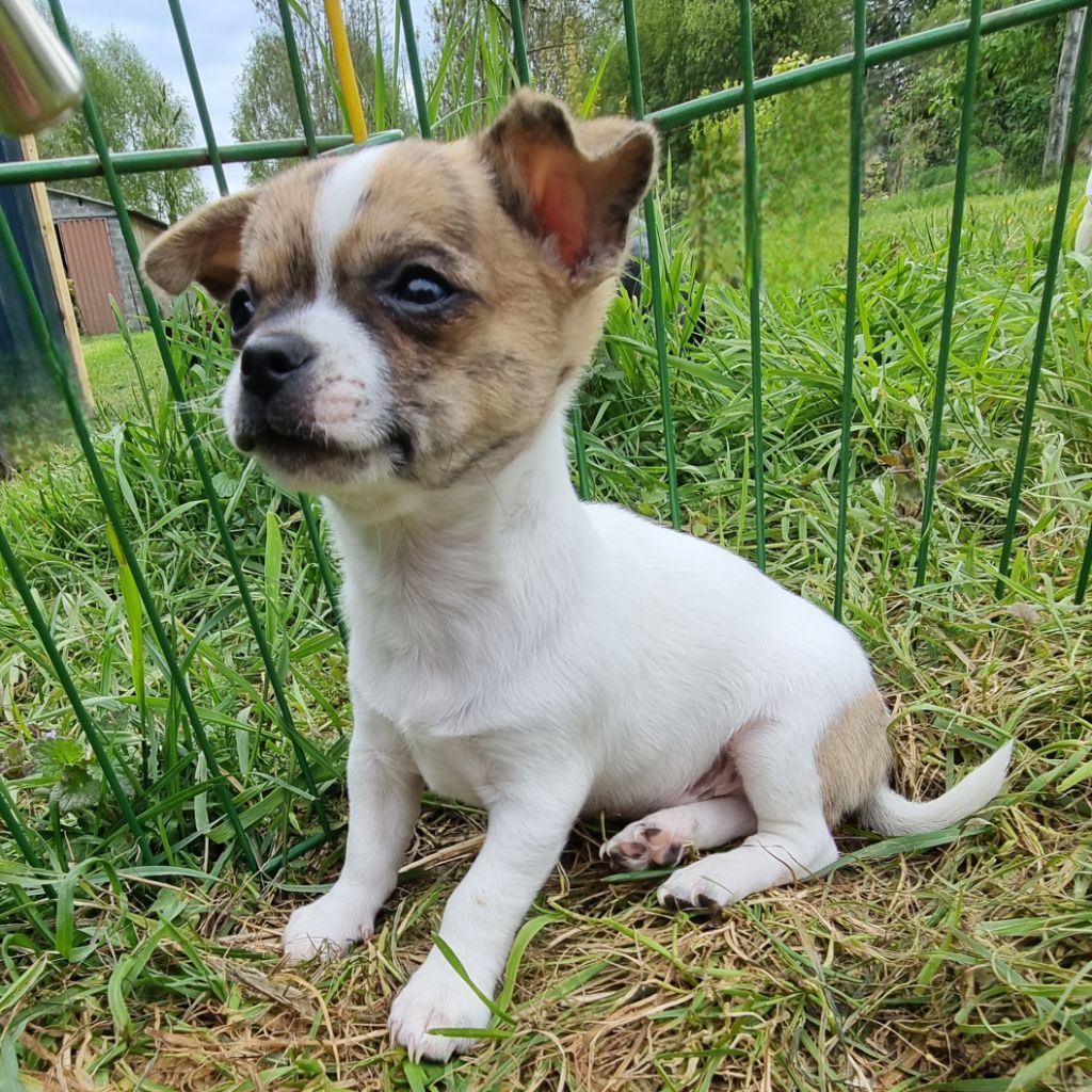 Du Royaume Des Titous - Chiot disponible  - Chihuahua