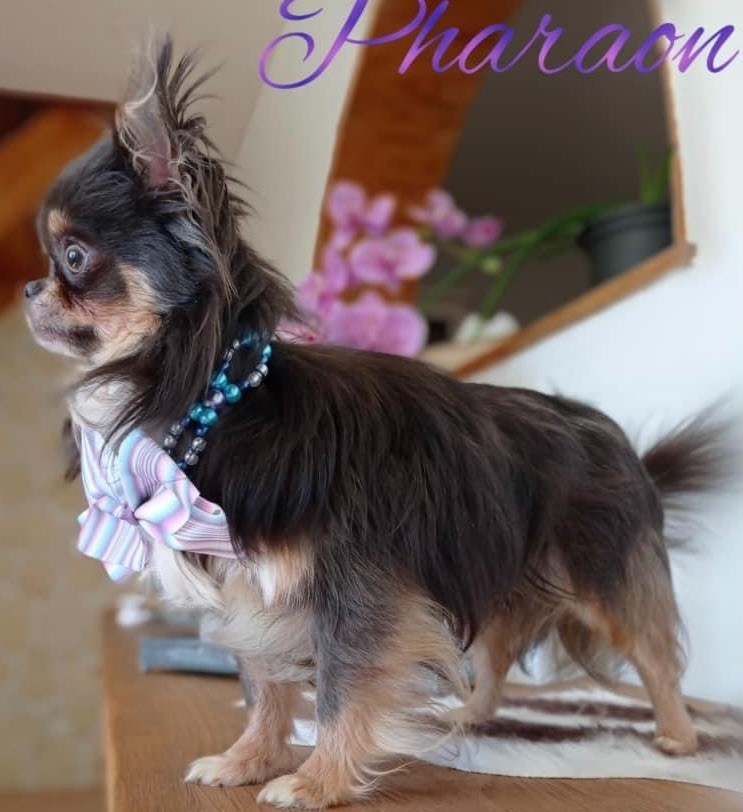 Pharaon Du Vallon De Bouvières