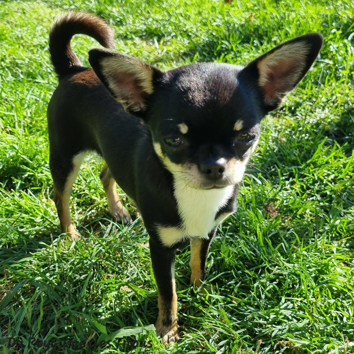 Automne Du Royaume Des Titous