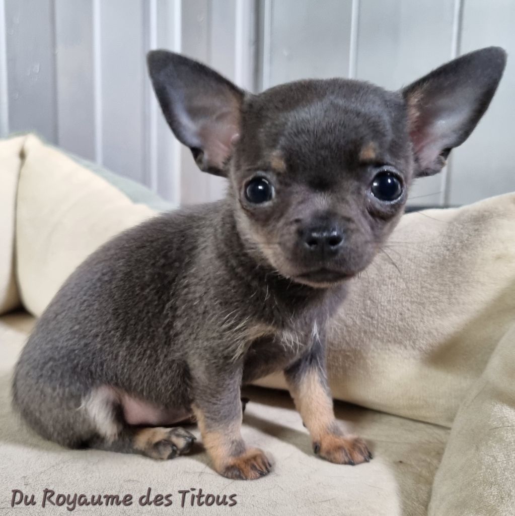 Du Royaume Des Titous - Chiots disponibles - Chihuahua