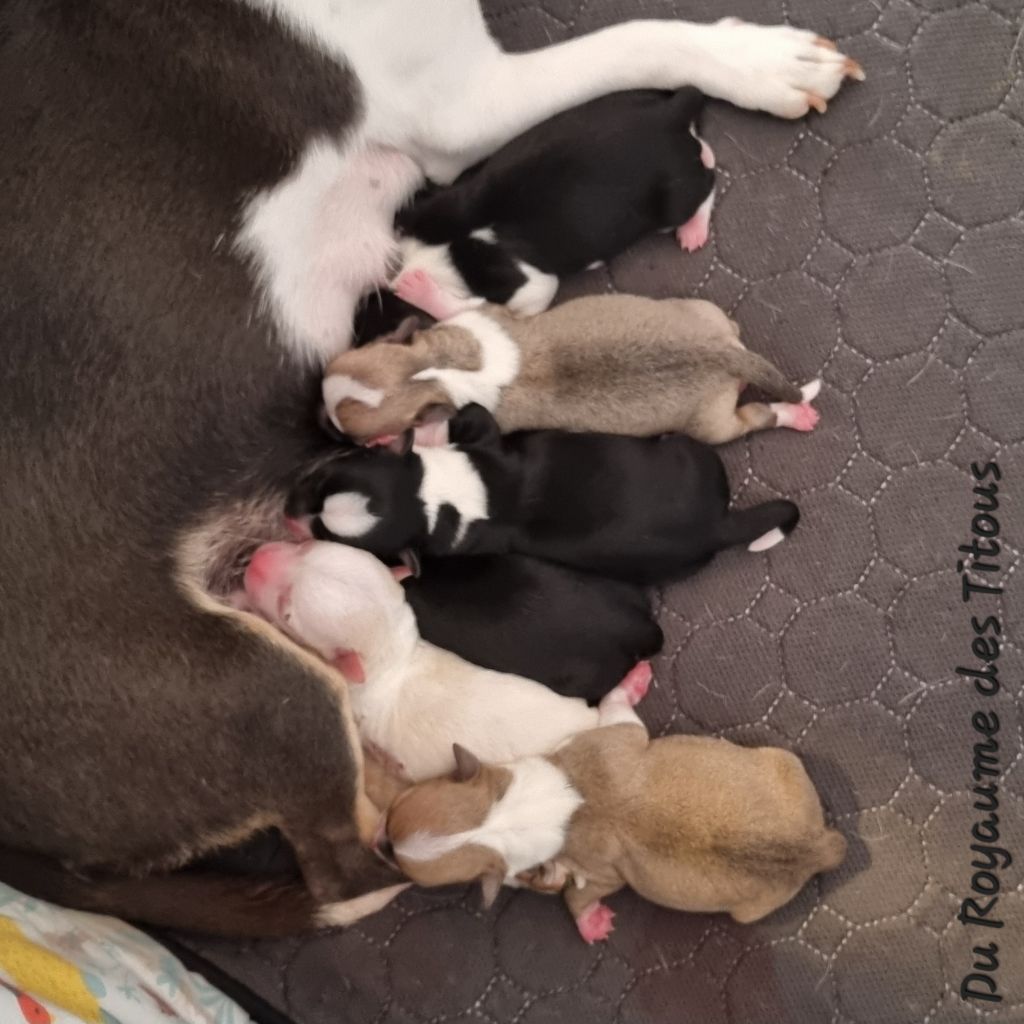 Chiot Chihuahua Du Royaume Des Titous