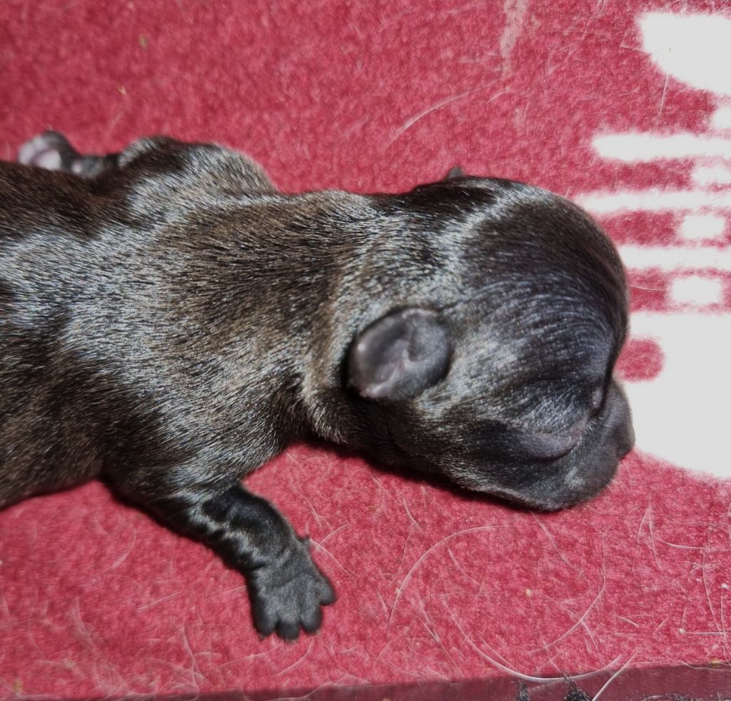 Du Royaume Des Titous - Chiots disponibles - Chihuahua