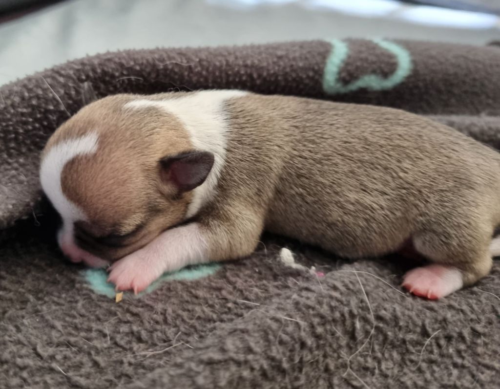 Du Royaume Des Titous - Chiots disponibles - Chihuahua