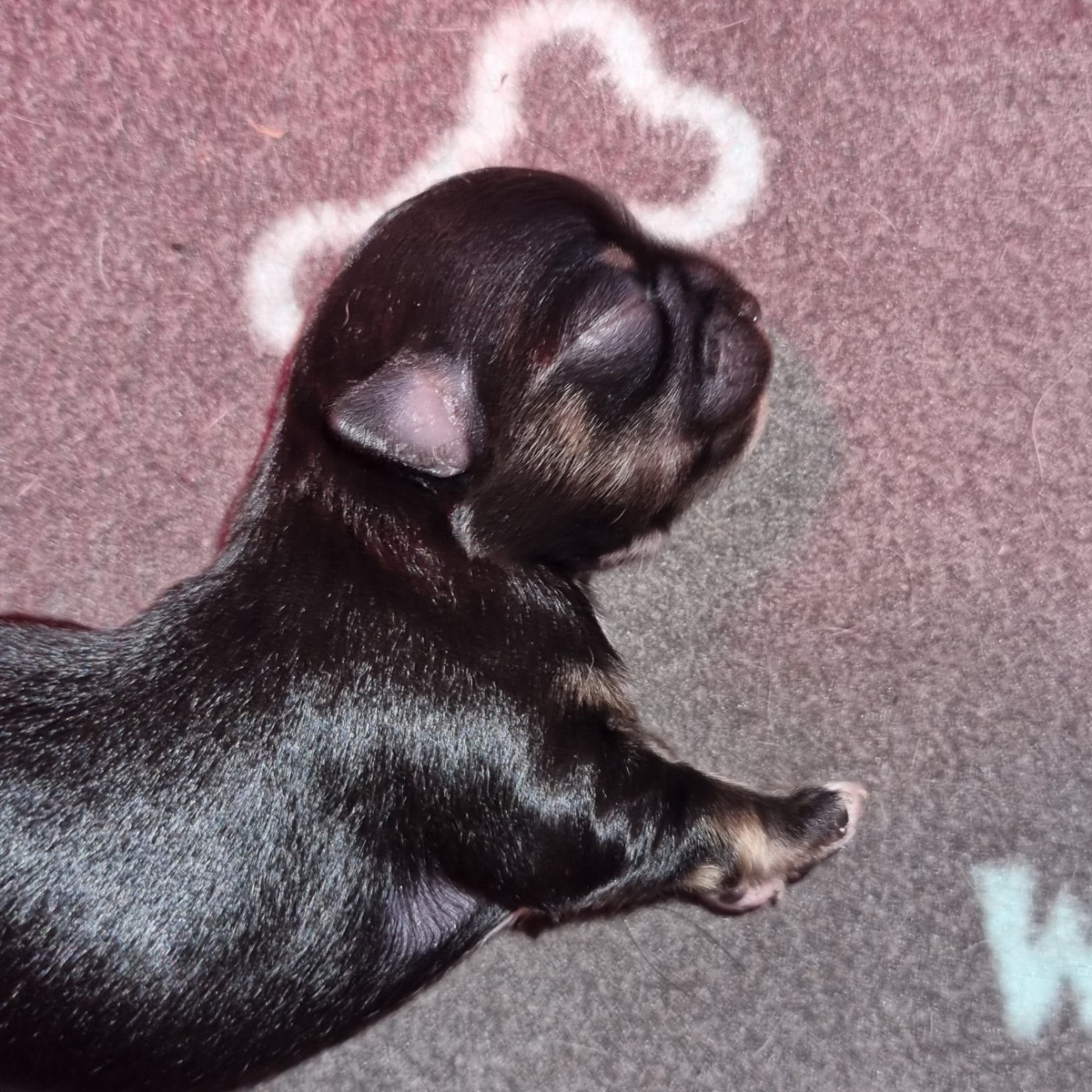 Du Royaume Des Titous - Chiots disponibles - Chihuahua