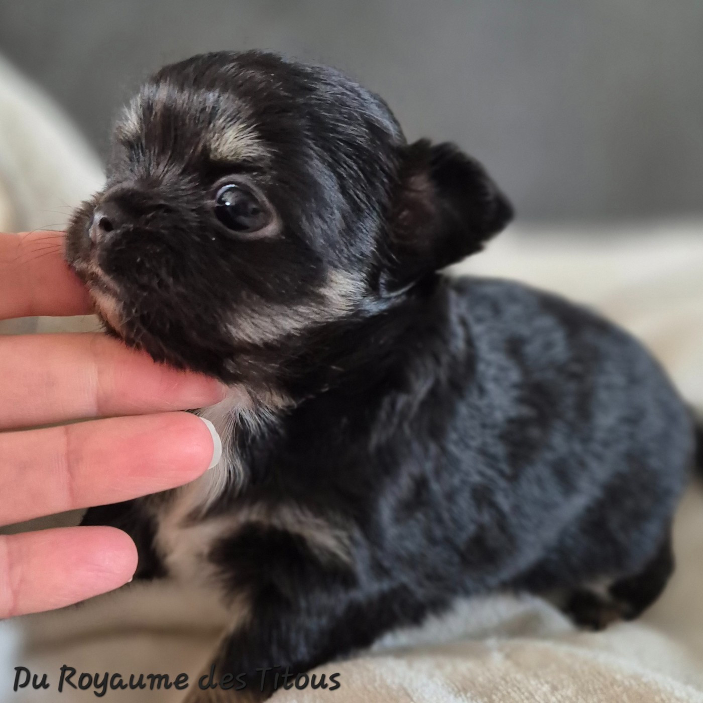 Du Royaume Des Titous - Chiots disponibles - Chihuahua