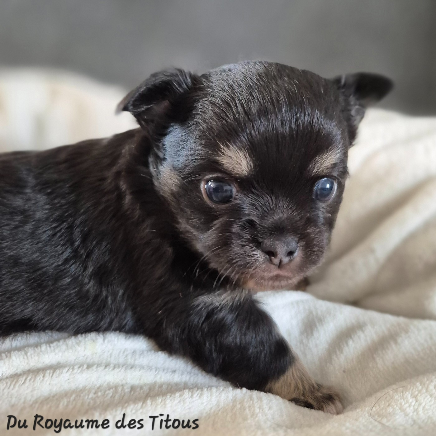 Du Royaume Des Titous - Chiots disponibles - Chihuahua