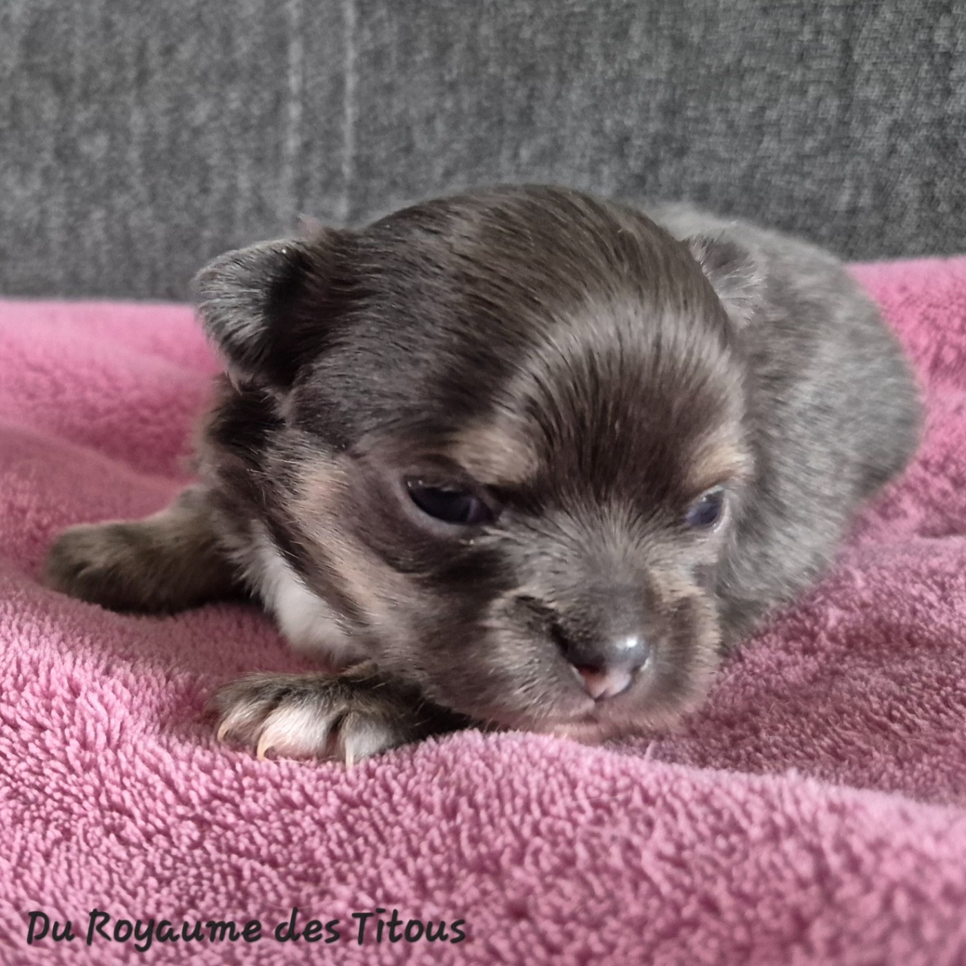 Du Royaume Des Titous - Chiots disponibles - Chihuahua