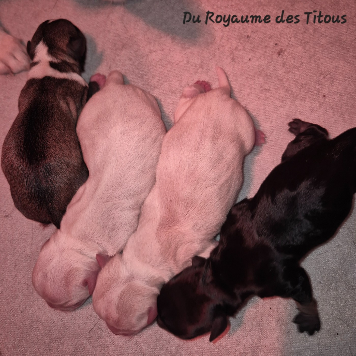 Chiot Chihuahua Du Royaume Des Titous