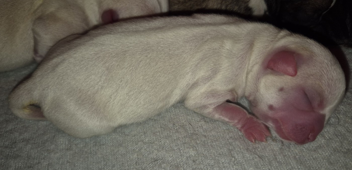 Du Royaume Des Titous - Chiots disponibles - Chihuahua