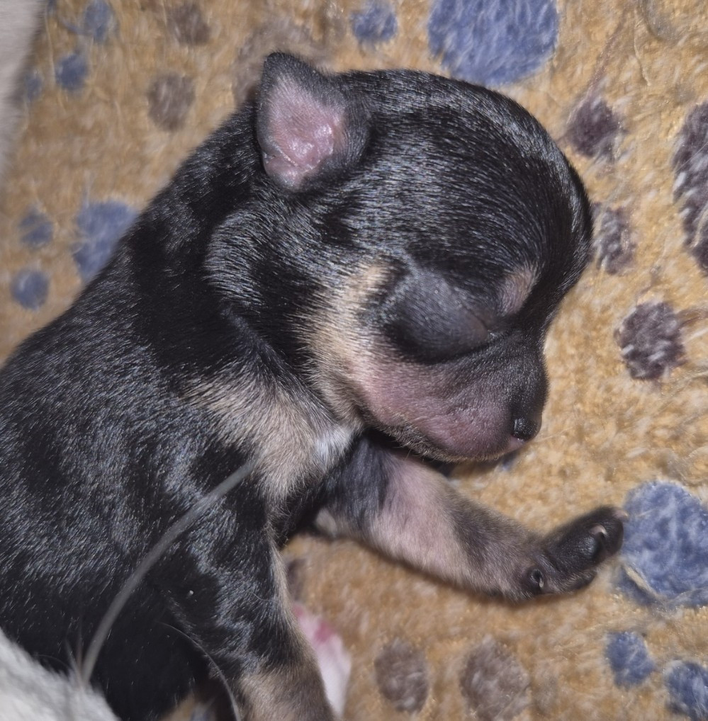 Du Royaume Des Titous - Chiots disponibles - Chihuahua