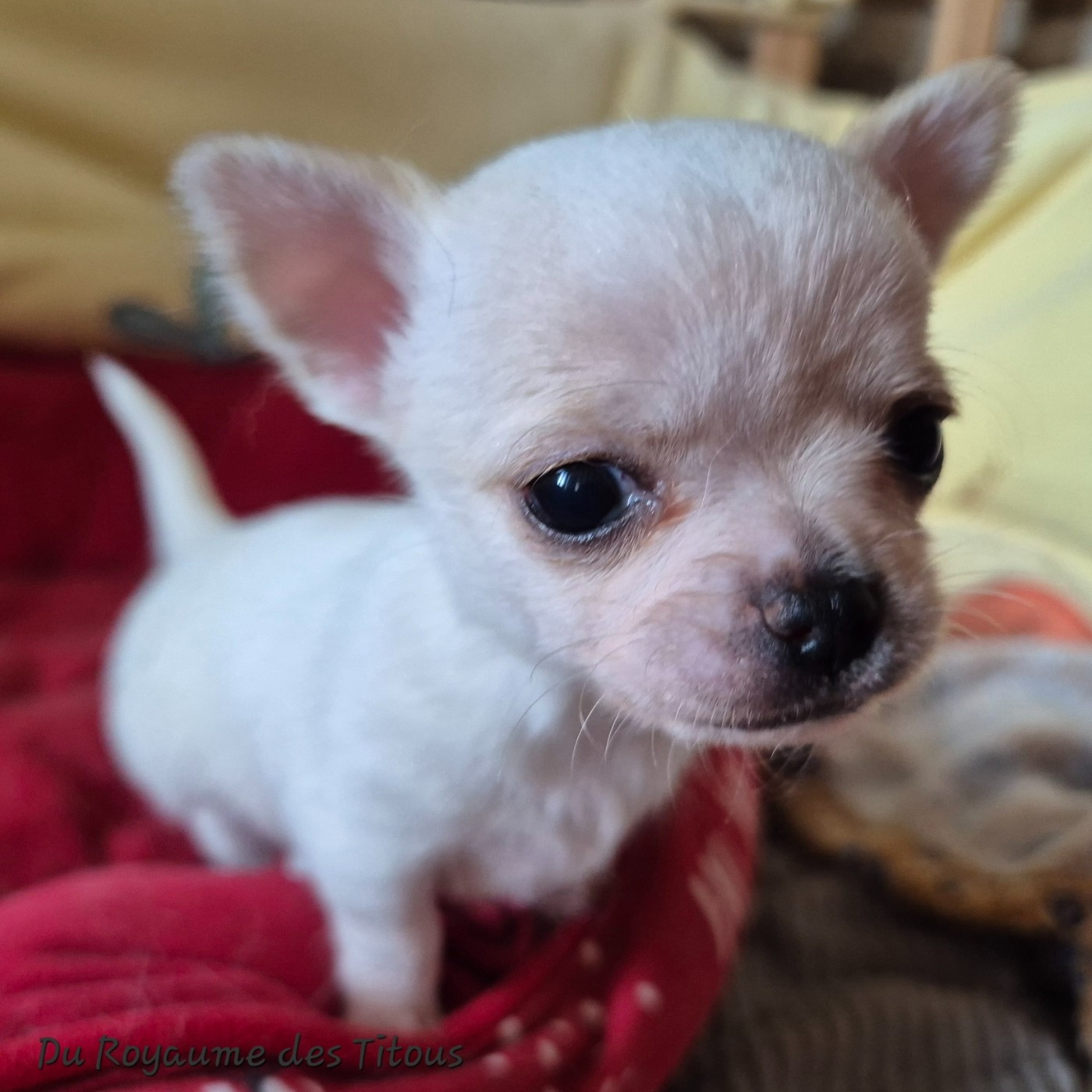 Du Royaume Des Titous - Chiots disponibles - Chihuahua