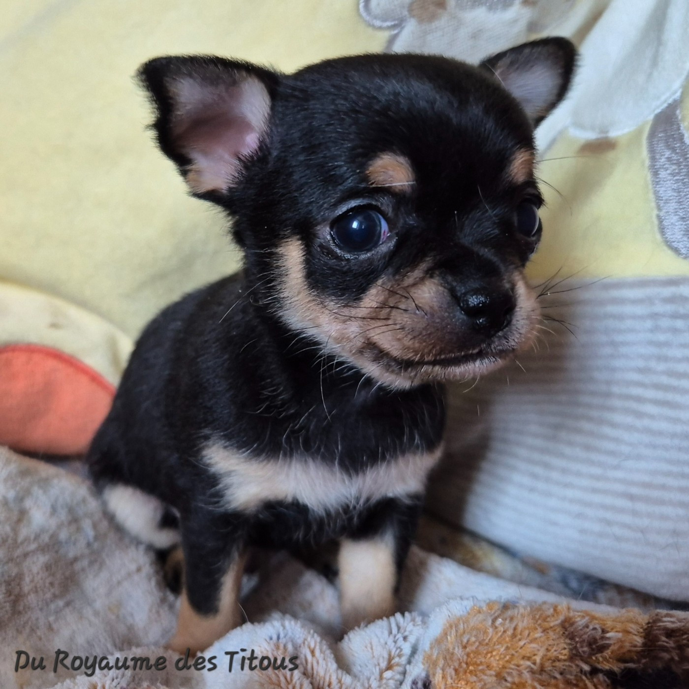 Du Royaume Des Titous - Chiots disponibles - Chihuahua
