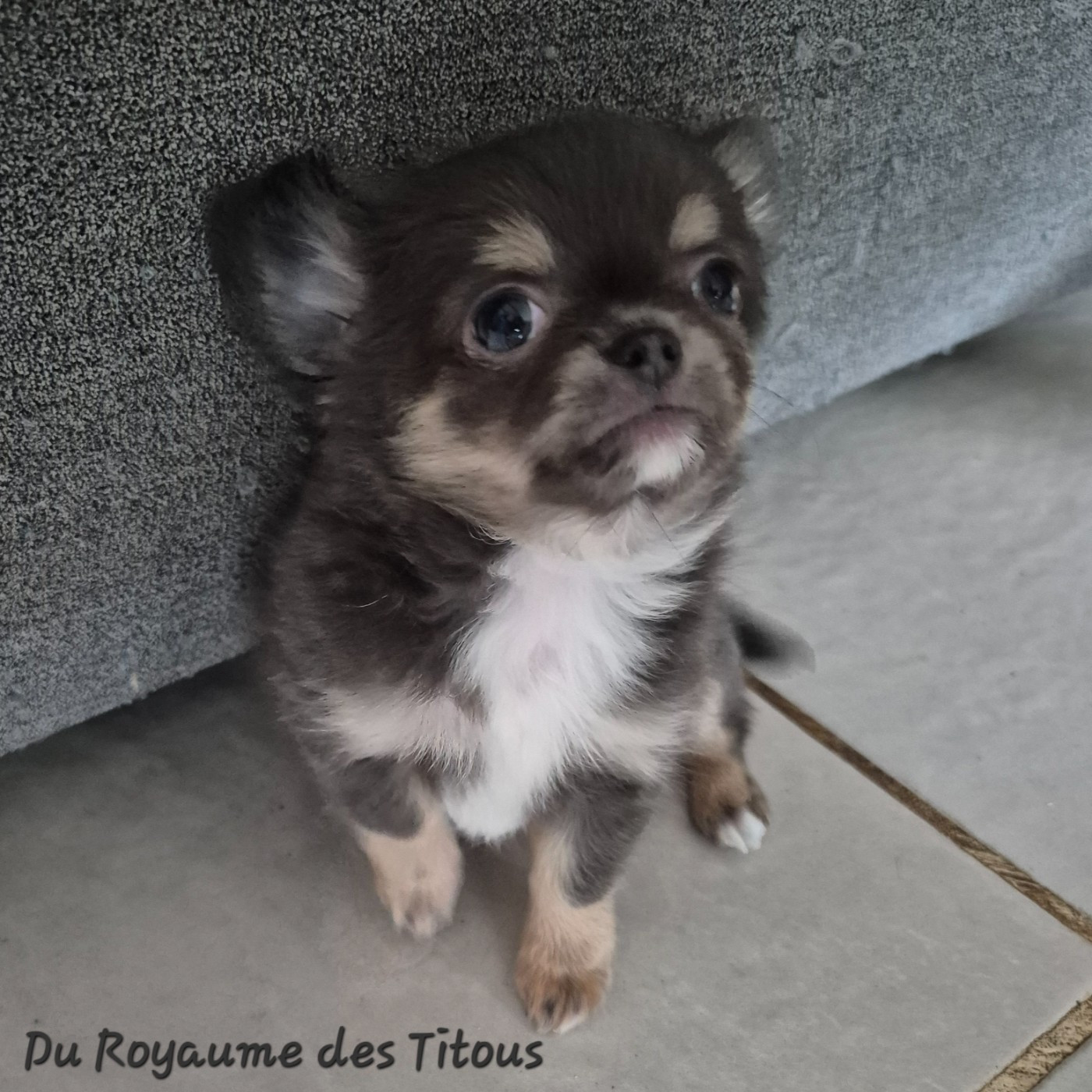 Du Royaume Des Titous - Chihuahua - Portée née le 07/01/2026