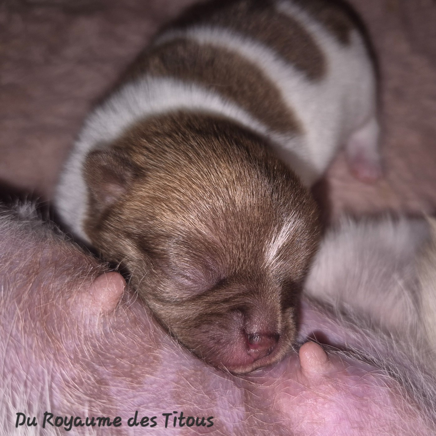 Du Royaume Des Titous - Chiots disponibles - Chihuahua