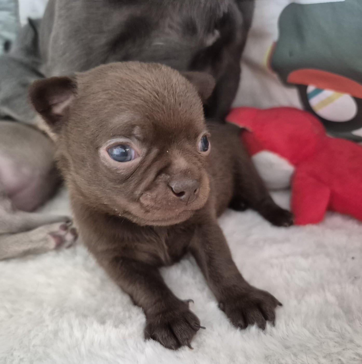 Du Royaume Des Titous - Chiots disponibles - Chihuahua