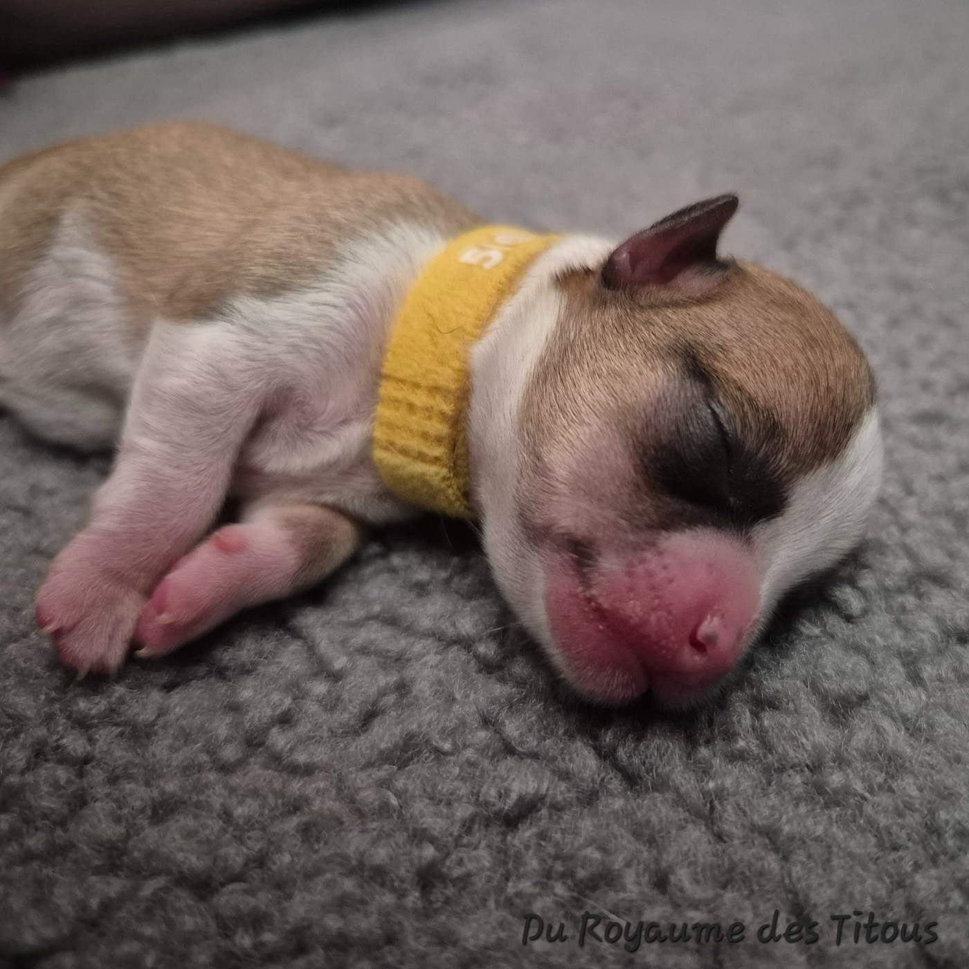 Du Royaume Des Titous - Chiots disponibles - Chihuahua