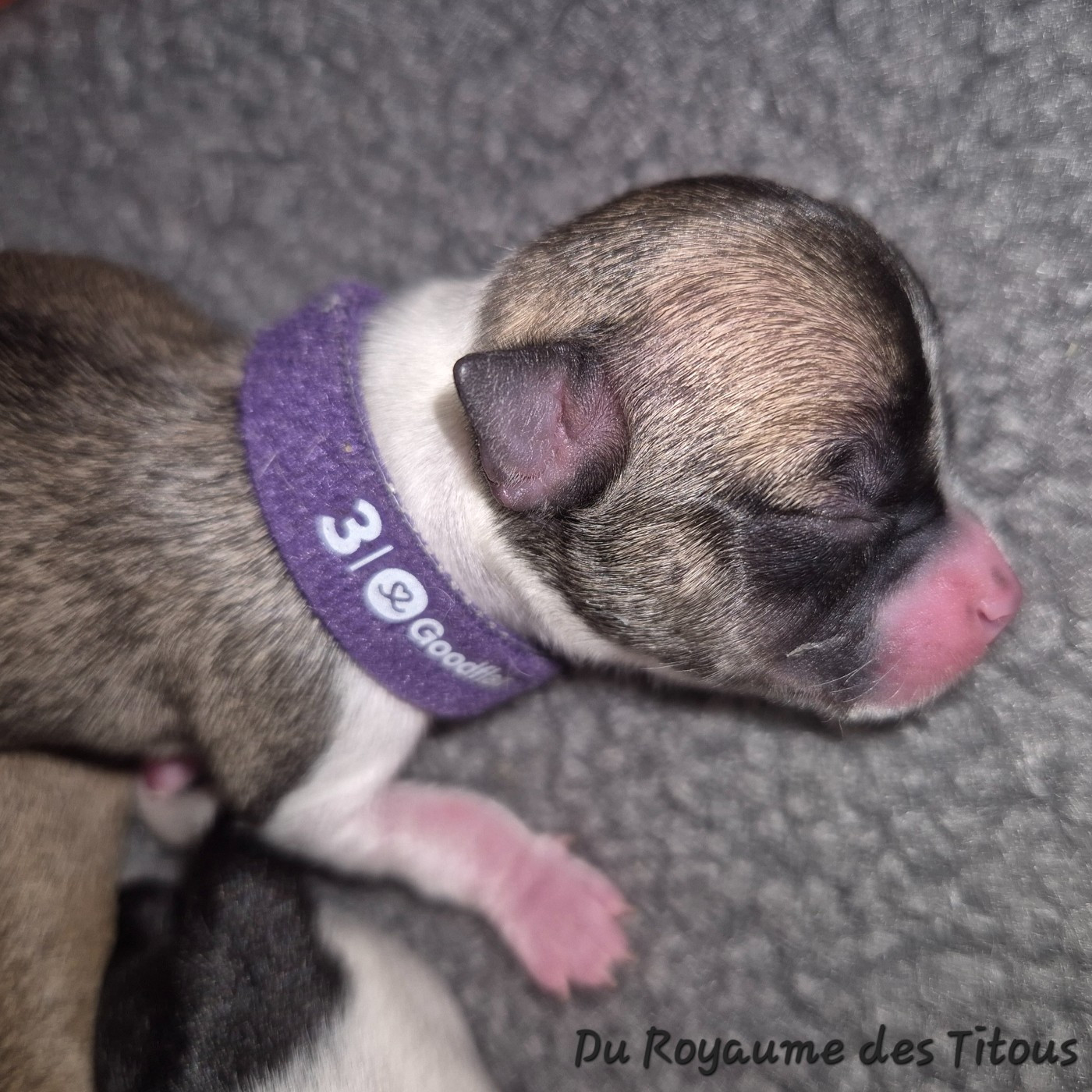 Du Royaume Des Titous - Chiots disponibles - Chihuahua