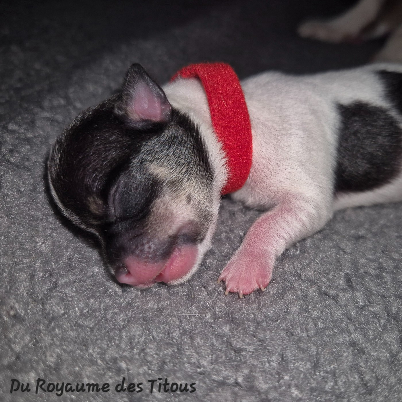 Du Royaume Des Titous - Chiots disponibles - Chihuahua