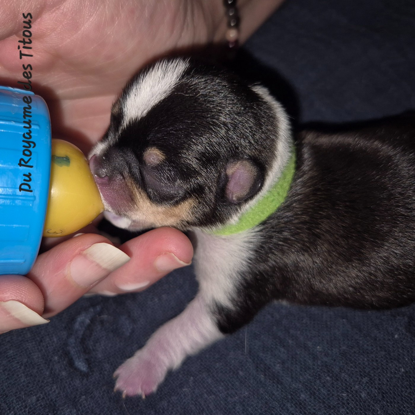 Du Royaume Des Titous - Chiots disponibles - Chihuahua