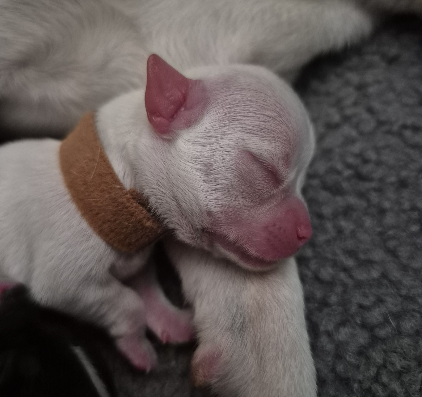 Du Royaume Des Titous - Chiots disponibles - Chihuahua