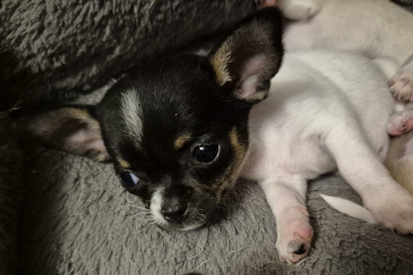 Du Royaume Des Titous - Chiots disponibles - Chihuahua