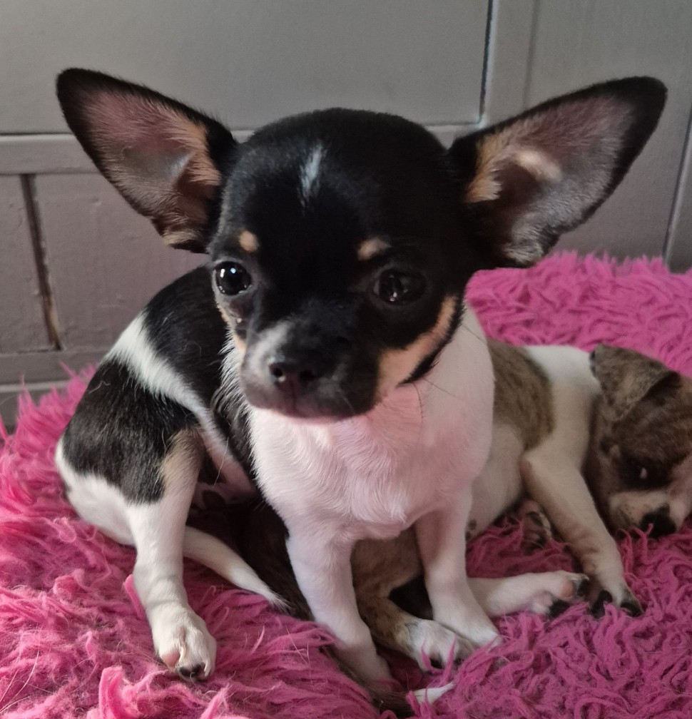 Du Royaume Des Titous - Chiots disponibles - Chihuahua