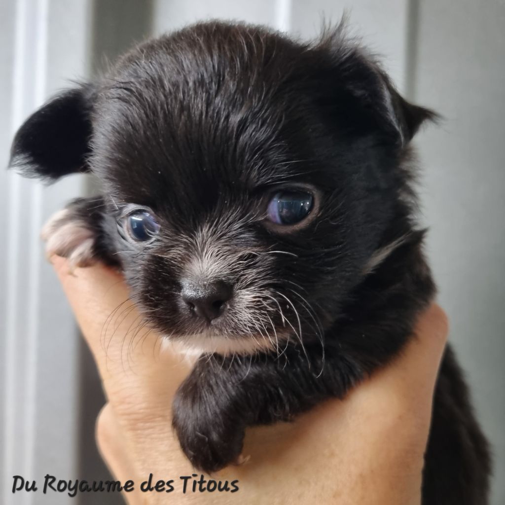 Du Royaume Des Titous - Chiots disponibles - Chihuahua