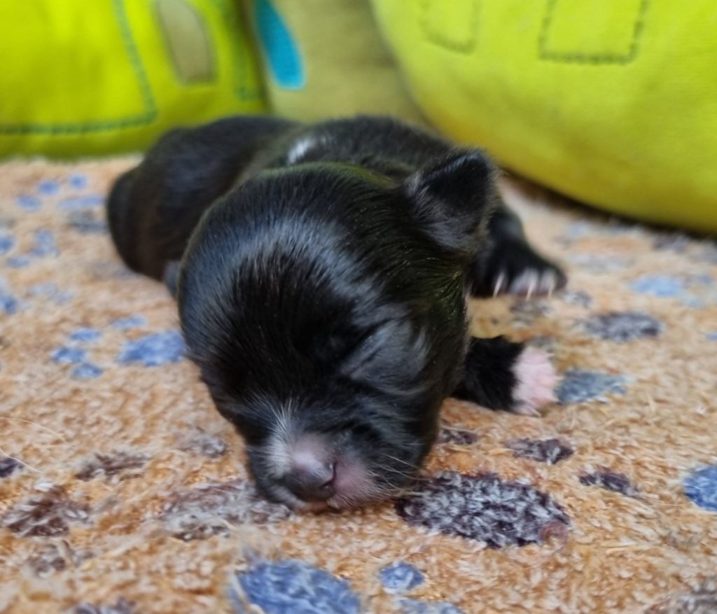 Du Royaume Des Titous - Chiots disponibles - Chihuahua