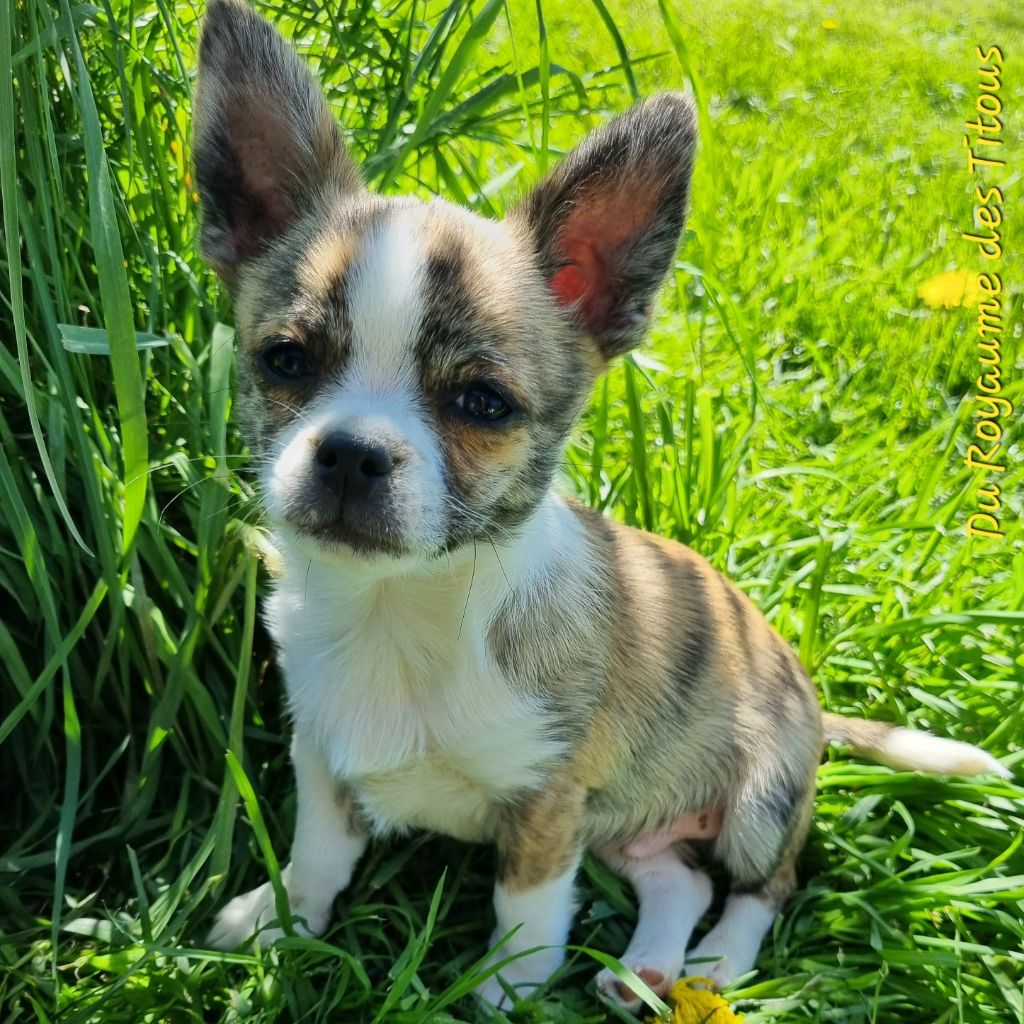 Du Royaume Des Titous - Chiots disponibles - Chihuahua