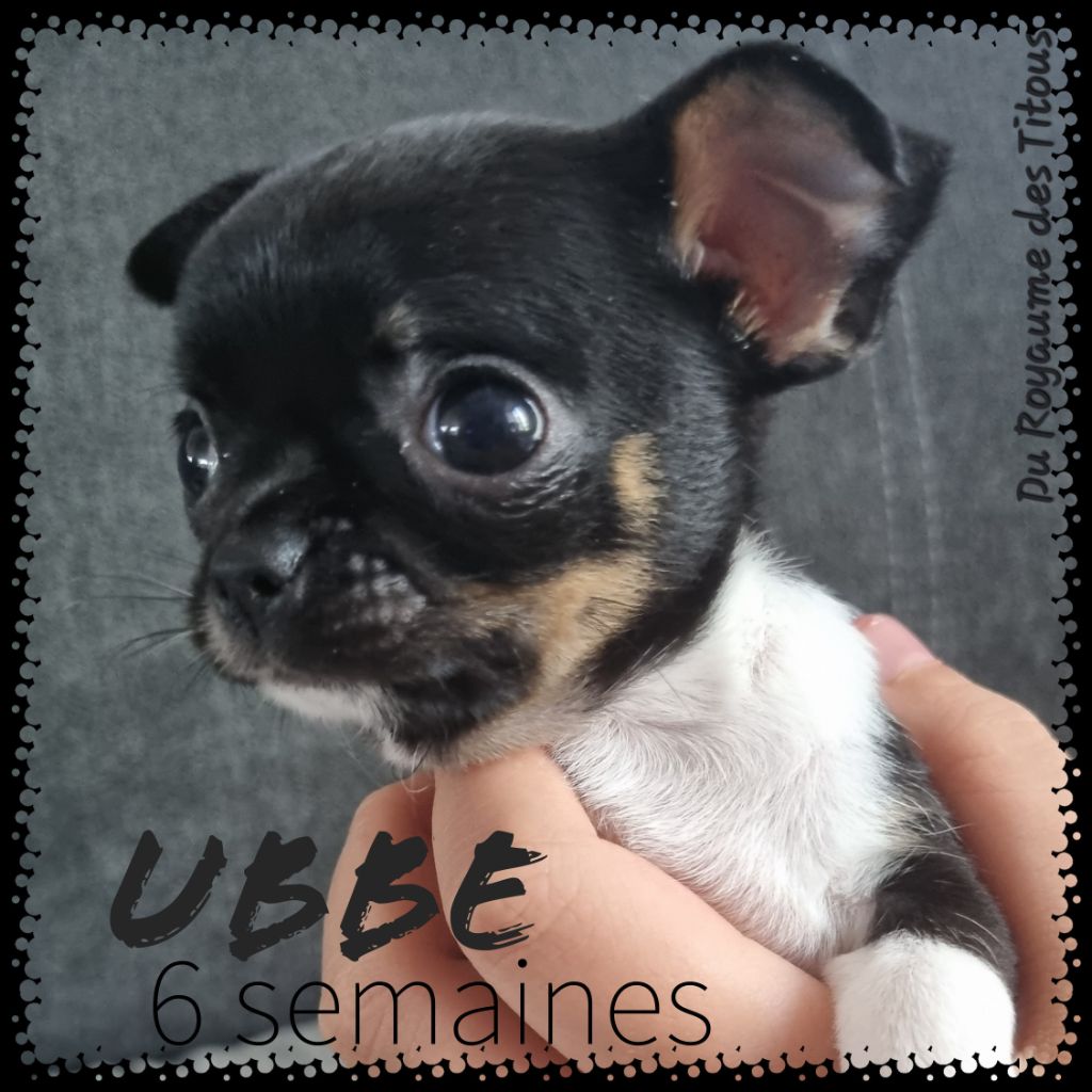 Du Royaume Des Titous - Chihuahua - Portée née le 05/05/2023