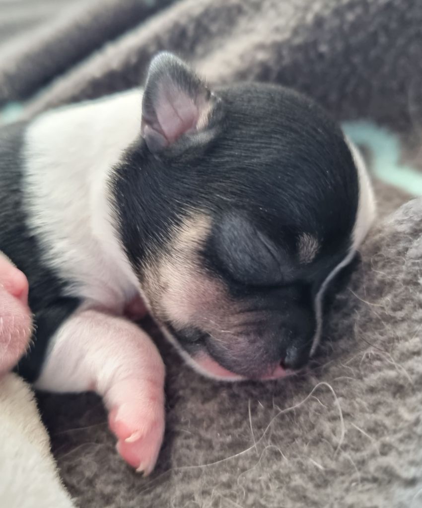 Du Royaume Des Titous - Chiots disponibles - Chihuahua