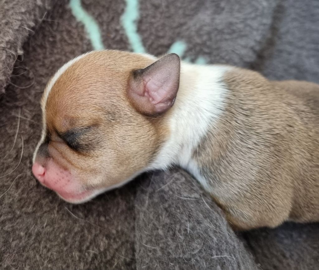 Du Royaume Des Titous - Chiots disponibles - Chihuahua