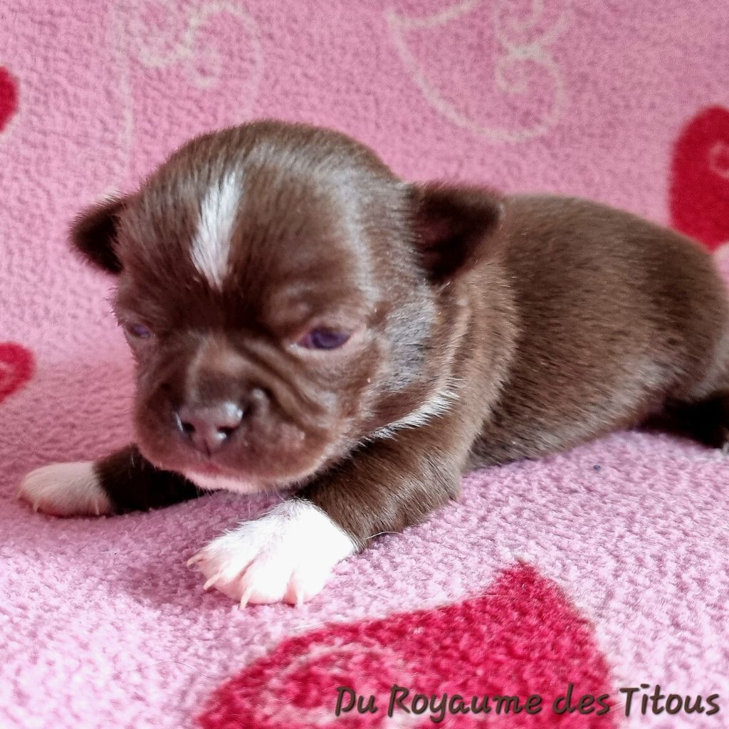 Du Royaume Des Titous - Chiots disponibles - Chihuahua