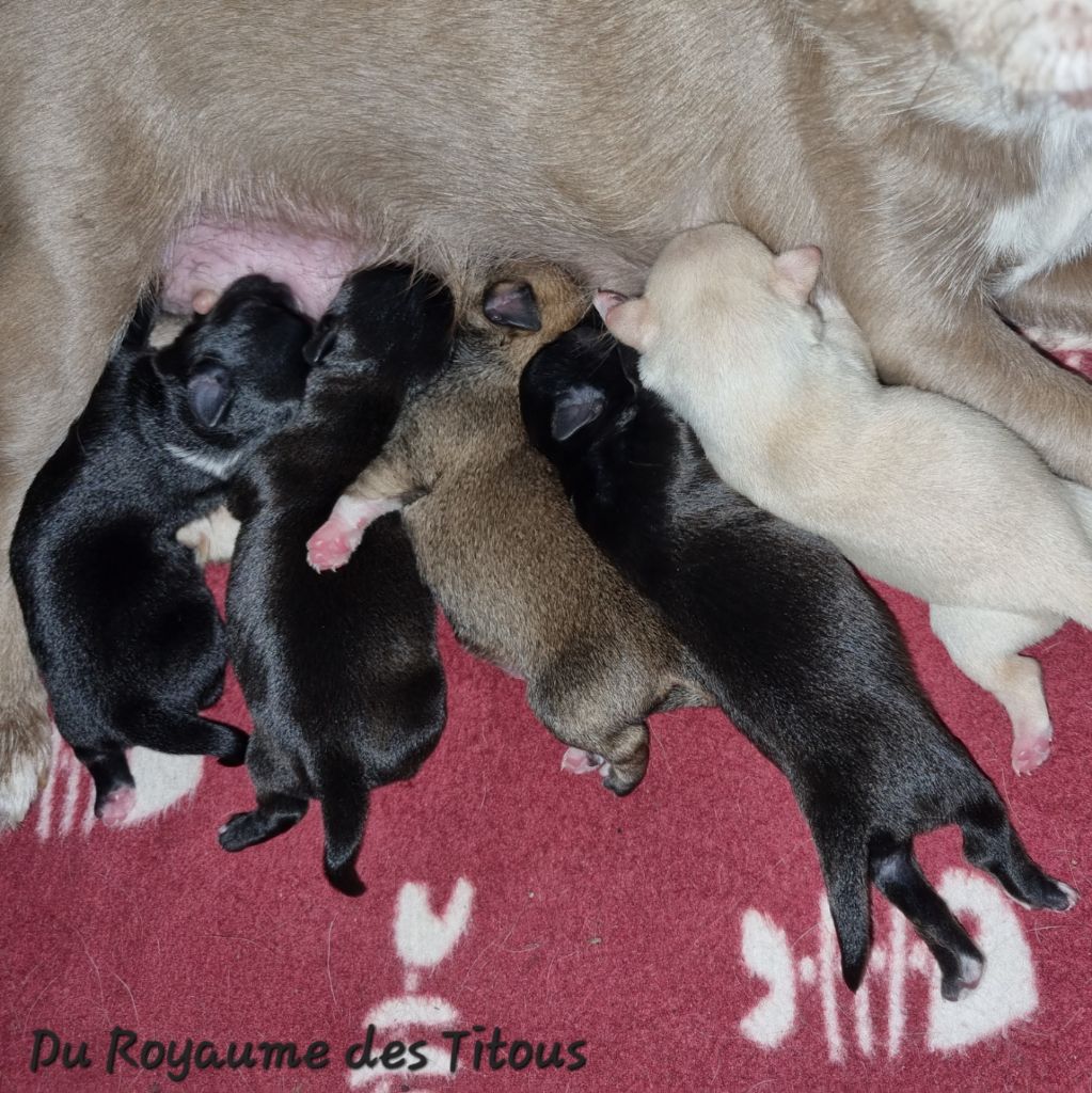 Chiot Chihuahua Du Royaume Des Titous