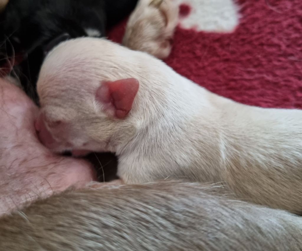 Du Royaume Des Titous - Chiots disponibles - Chihuahua
