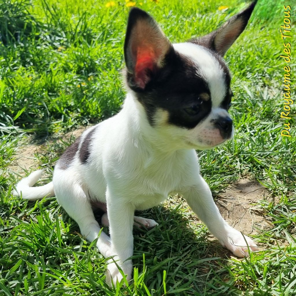 Du Royaume Des Titous - Chiots disponibles - Chihuahua
