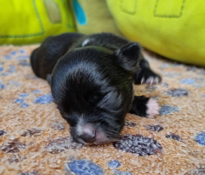 CHIOT