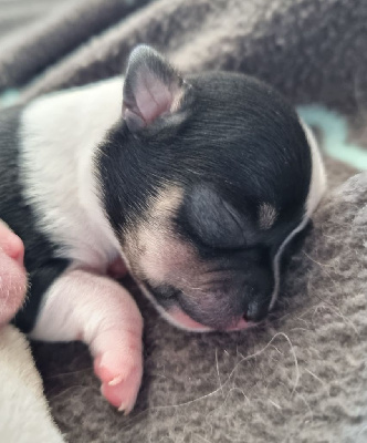 CHIOT