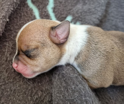 CHIOT