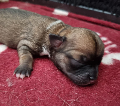 CHIOT