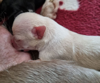 CHIOT