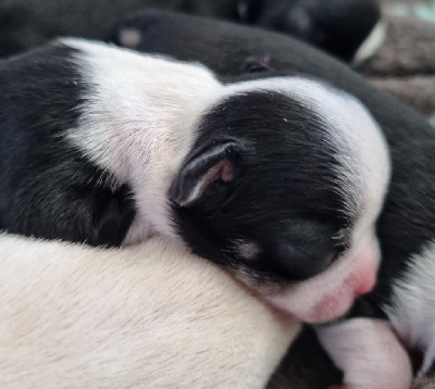 CHIOT