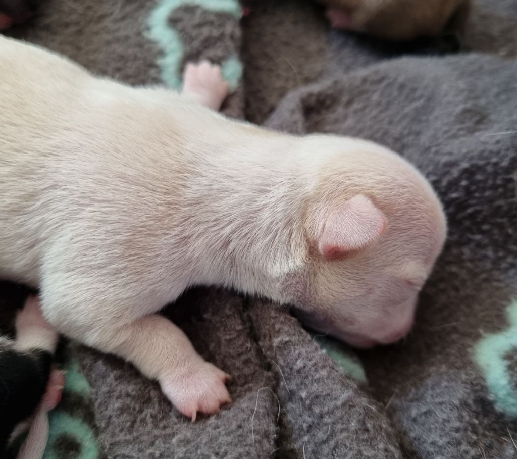 Du Royaume Des Titous - Chiots disponibles - Chihuahua