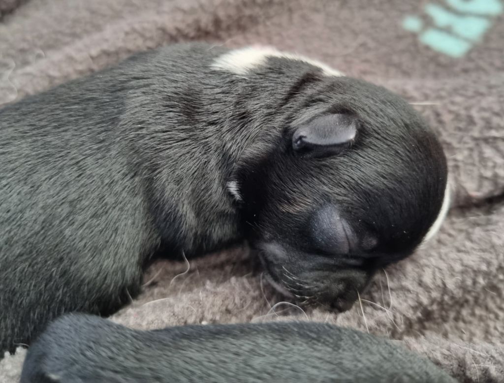 Du Royaume Des Titous - Chiots disponibles - Chihuahua