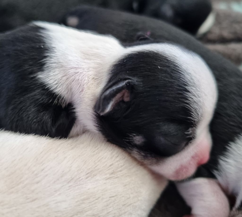Du Royaume Des Titous - Chiots disponibles - Chihuahua
