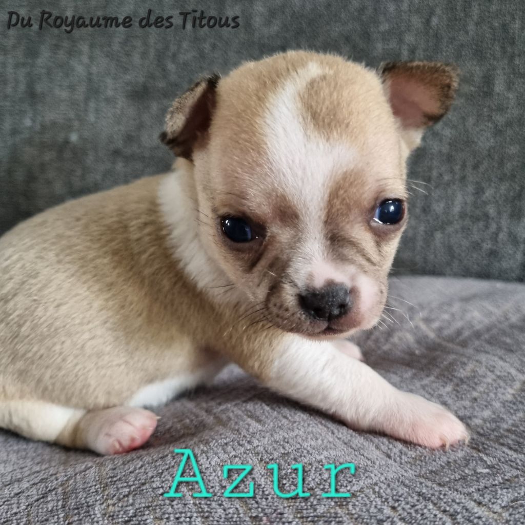 Du Royaume Des Titous - Chiots disponibles - Chihuahua