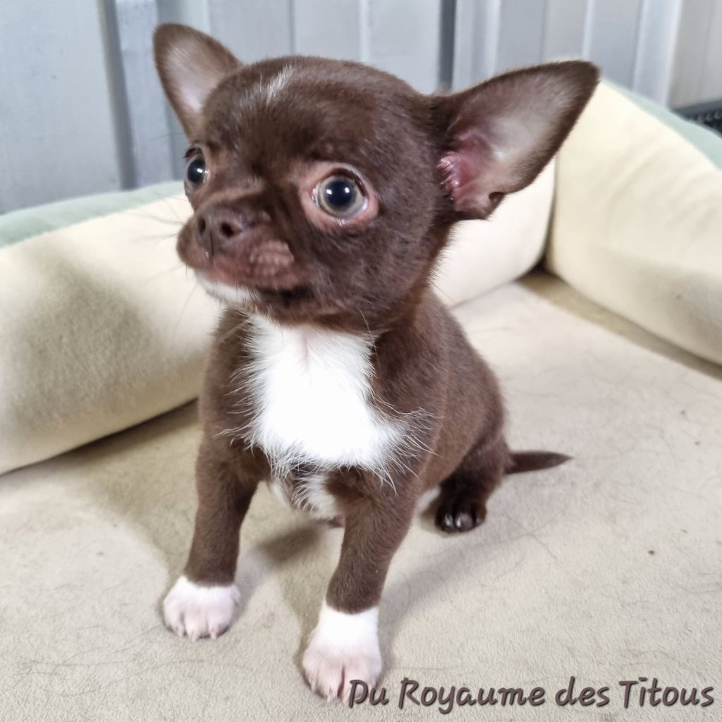 Du Royaume Des Titous - Chihuahua - Portée née le 21/05/2025