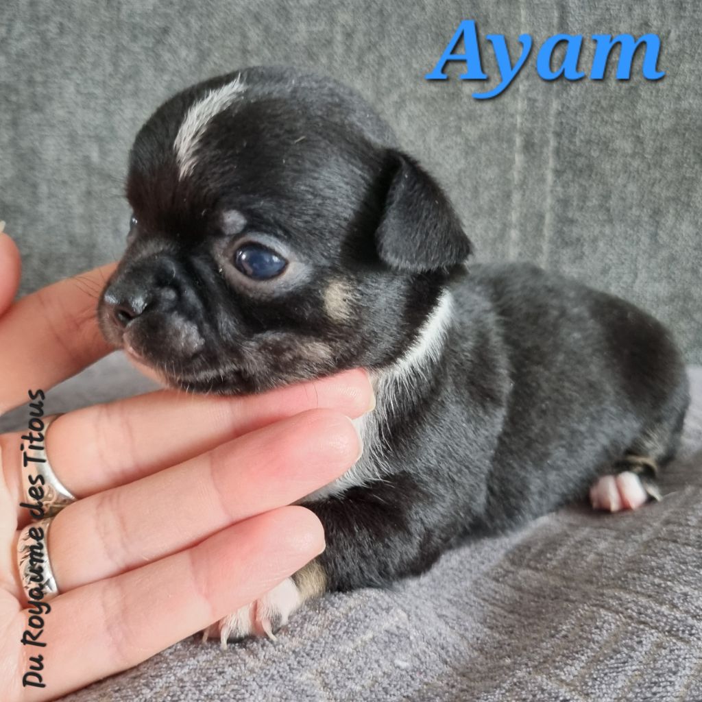 Du Royaume Des Titous - Chiots disponibles - Chihuahua
