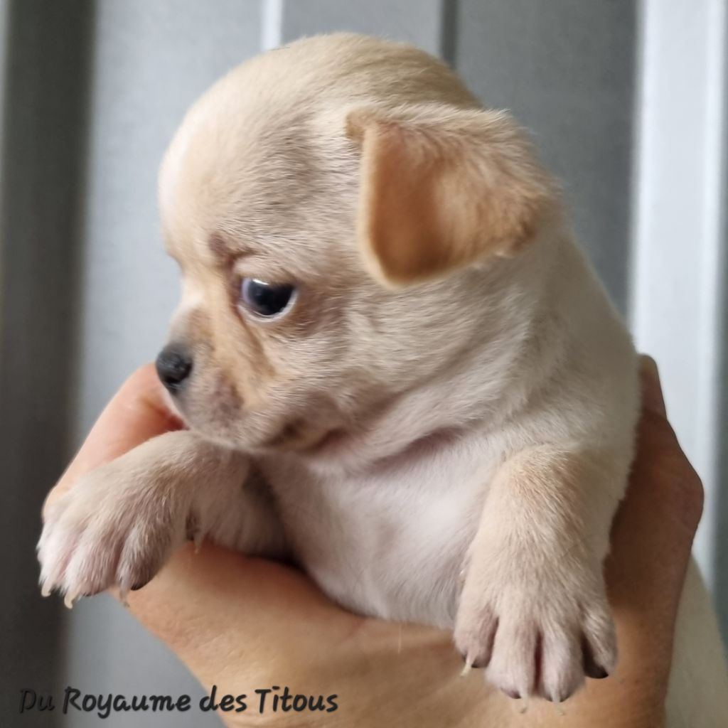 Du Royaume Des Titous - Chiots disponibles - Chihuahua